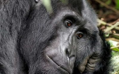 Rwandans and their Mountain Gorillas Still Need Help